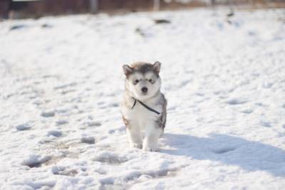 Как правильно гулять с щенком зимой? - mur.tv