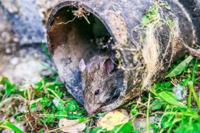 Что нужно посадить, чтобы прогнать мышей с огорода: хитрости дачников - sadogorod.club