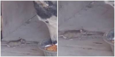 Собака оторопела, увидев, как мышь пытается украсть её еду - mur.tv