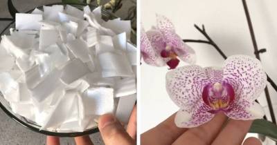 Гениальный трюк для развития корней орхидеи. Вместо обычного грунта, временно насыпьте простой материал - cpykami.ru