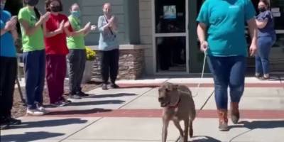 Его провожали стоя: «старейший» приютский пёс обрёл новый дом - mur.tv - Сша - штат Теннесси