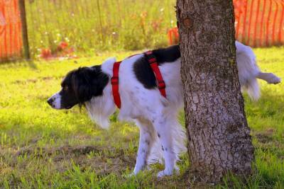 Оставляют ли собаки свою мочу, чтобы пометить территорию? - mur.tv