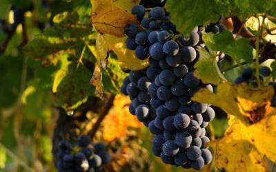 Когда лучше сажать виноград: осенью или весной - sadogorod.club