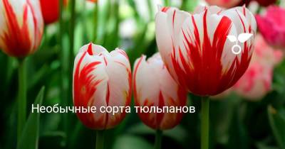 Необычные сорта тюльпанов - sadogorod.club