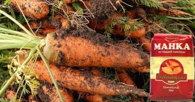 Чтобы получить крупные плоды, заядлые огородники сажают морковь с манкой - lifehelper.one