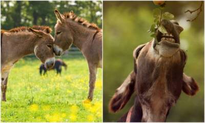 20+ чудесных фото осликов, которые показывают, какие они милые животные - porosenka.net - Италия - Англия