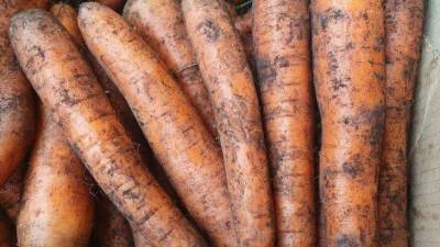 Почему морковь растет рогатая: 5 причин причудливой формы - sadogorod.club