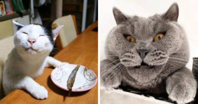 17 милых и забавных фотографий котов, которые выглядят абсолютными дурашками, но такими смешными! - mur.tv
