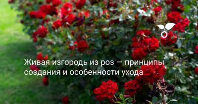 Живая изгородь из роз — принципы создания и особенности ухода - sadogorod.club - Виноград