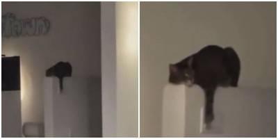 Смышленый котик научился пользоваться выключателем назло хозяевам - mur.tv