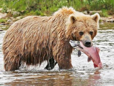 Как медведи ловят рыбу - mur.tv