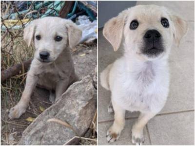 До и после: 15 фото животных, которым подарили новую жизнь - mur.tv