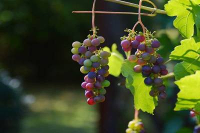 Как сохранить обрезанные осенью черенки винограда до весны - sadogorod.club
