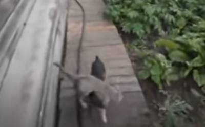 Смеяться до слез: когда собаке ставят задачу загнать кошку домой - mur.tv