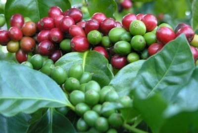 Как собрать собственный урожай вкусного и ароматного кофе в домашних условиях - sadogorod.club - Россия - Эфиопия
