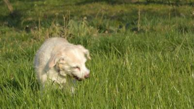 Почему собаки едят траву? - mur.tv