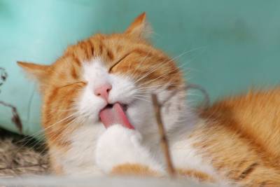 Зачем кошки покусывают шерсть во время вылизывания? Норма ли это? - mur.tv