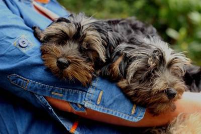 Могут ли собаки иметь близнецов? - mur.tv