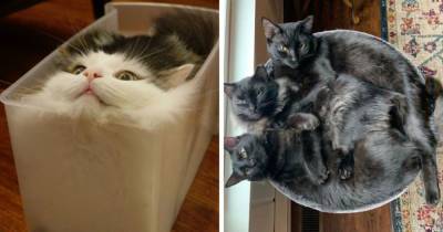 16 забавных кадров, которые доказывают, что коты умеют с лёгкостью помещаться куда угодно - mur.tv