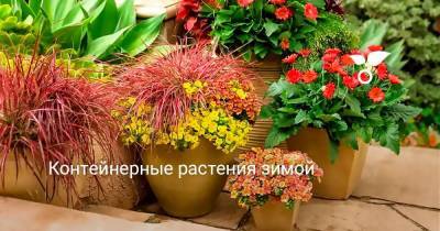 Контейнерные растения зимой - sadogorod.club