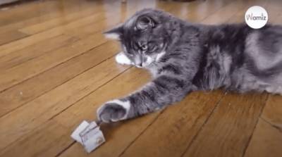 Мастерим картонную игрушку для кошки своими руками - mur.tv