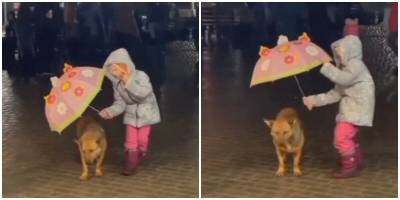 Девушка накрыла зонтом собаку и растрогала интернет - mur.tv