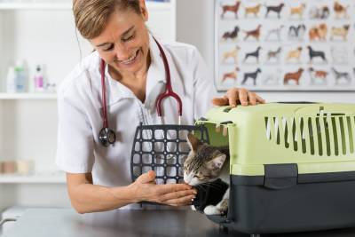 Когда моей кошке точно нужен ветеринар? - mur.tv