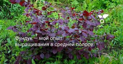 Фундук — мой опыт выращивания в средней полосе - sadogorod.club