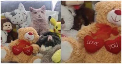 Кот спрятался в игрушках, что даже хозяйка с трудом нашла его - mur.tv