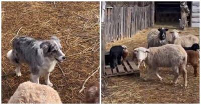 Сообразительная пастушья собака выводит овец на прогулку - porosenka.net