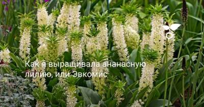 Как я выращивала ананасную лилию, или Эвкомис - sadogorod.club
