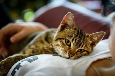 10 вещей, которые совершенно точно любит ваша кошка - mur.tv