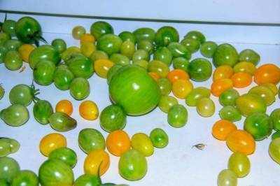 Быстрый способ, чтобы зелёные помидоры дозрели: зря хозяйки кладут их на подоконник - sadogorod.club