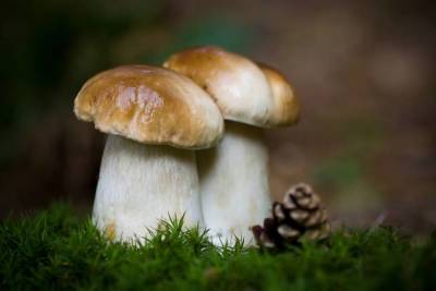 Что мы знаем о грибах? - lifehelper.one