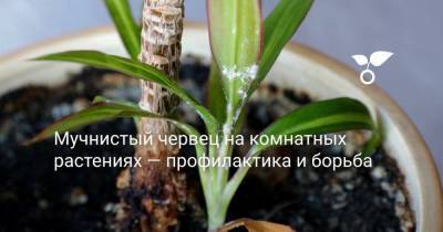 Мучнистый червец на комнатных растениях — профилактика и борьба - sadogorod.club