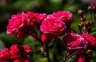 Какие растения посадить рядом с розами: опытные садоводы назвали лучшие варианты - sadogorod.club