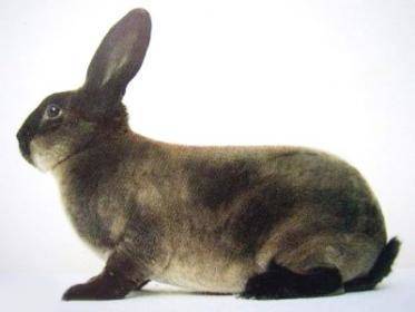 Характеристика породы кролика - советский мардер - sadogorod.club - Армения