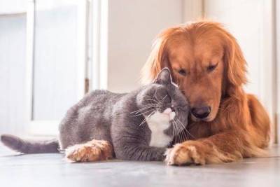 Как “подружить” ваших кота и собаку дома - lifehelper.one