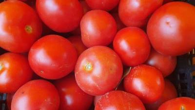 Как правильно сажать помидоры под зиму: секреты хорошего урожая - sadogorod.club