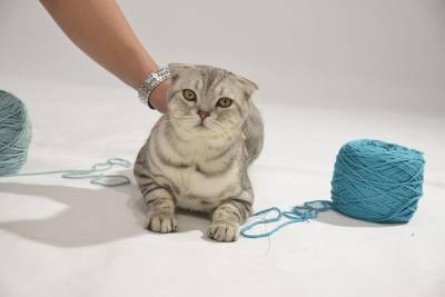 Клубок с пряжей – не игрушка для кошек и котят - mur.tv