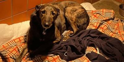 Разрывается сердце: приютский пёс Джо целыми днями лежит на стареньком свитере - mur.tv