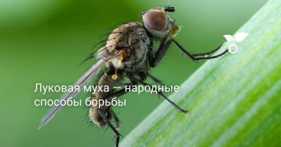 Луковая муха — народные способы борьбы - sadogorod.club