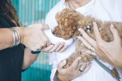 Первый визит щенка к ветеринару. Как снизить беспокойство? - mur.tv