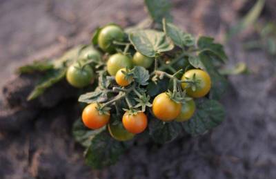 Зачем закапывать помидоры в огороде: хитрости, о которых не знают дачники - sadogorod.club
