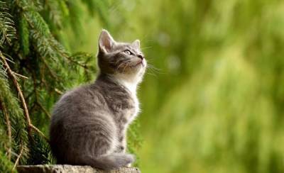 Что на самом деле видят кошки? Мифы и факты о кошачьем зрении - mur.tv