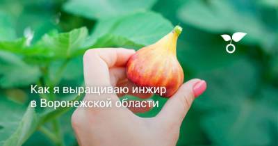 Как я выращиваю инжир в Воронежской области - sadogorod.club - Виноград - Воронежская обл.