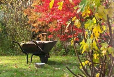 Что делать в саду и огороде в октябре: лунный календарь и советы экспертов - sadogorod.club