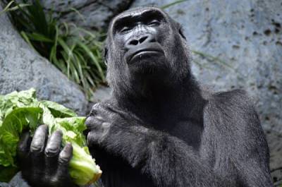 Как живут гориллы: 10 интересных повадок и привычек из жизни самых крупных обезьян - porosenka.net