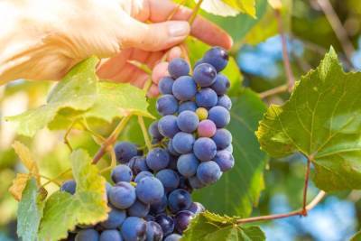 Что можно приготовить из винограда Изабелла: 10 вариантов для взрослых и детей - sadogorod.club - Виноград