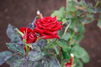 Какие растения не стоит сажать рядом с розами: непростительные ошибки дачников - sadogorod.club